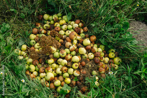 Many rotten apples are piled on the grass