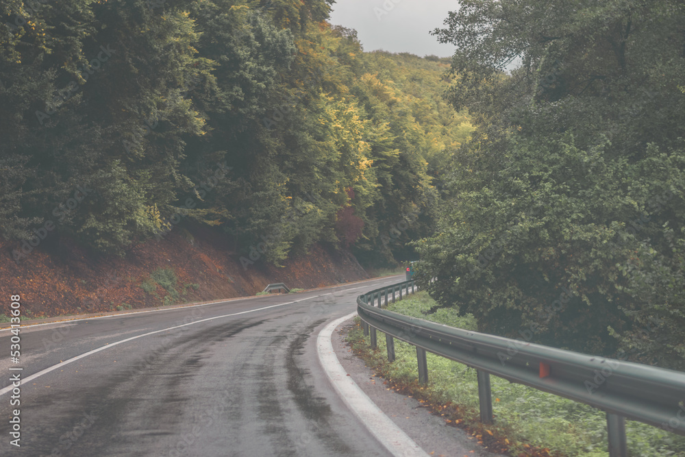 wet road through green forest