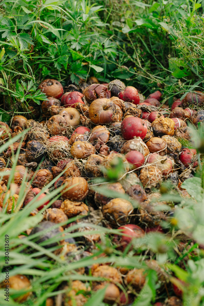 Many rotten apples are piled on the grass Many rotten apples are piled on the grass