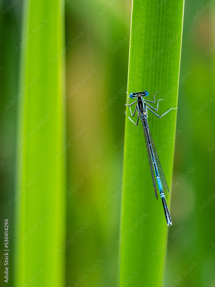 damselfly on a green leaf of grass damselfly on a green leaf of grass