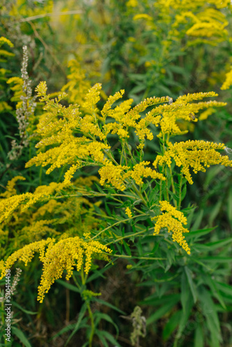 Yellow flowers of goldenrod. Weed culture grows in the field.