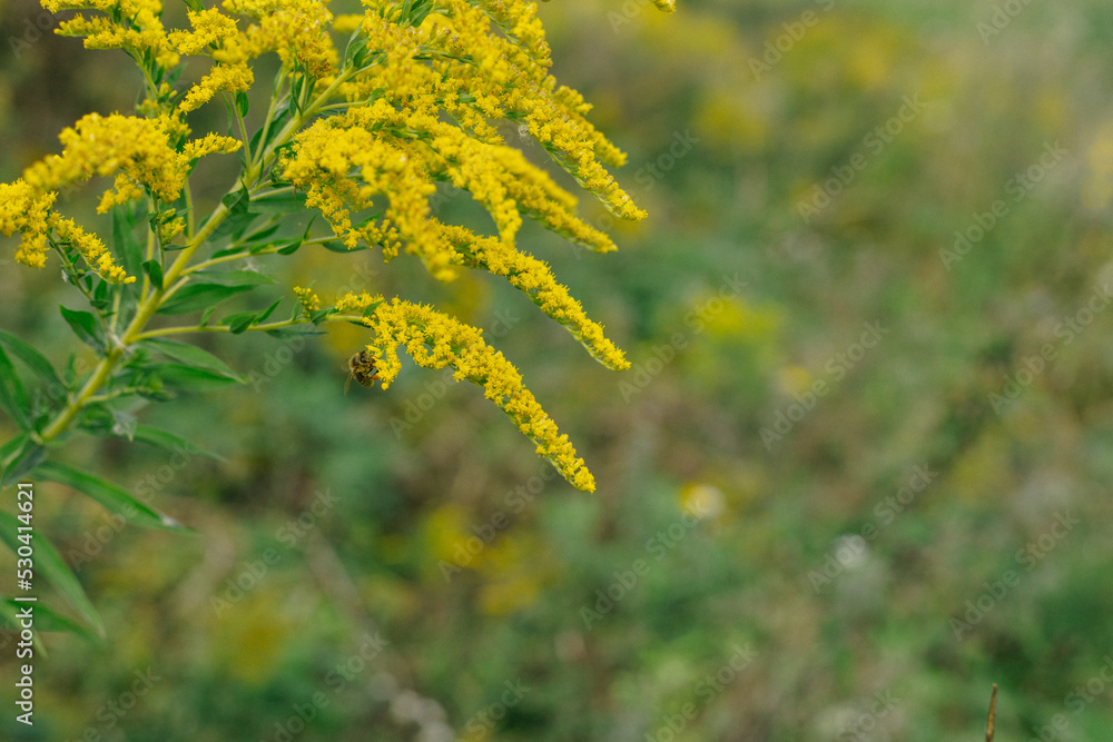 Yellow flowers of goldenrod. Weed culture grows in the field. Yellow flowers of goldenrod. Weed culture grows in the field.