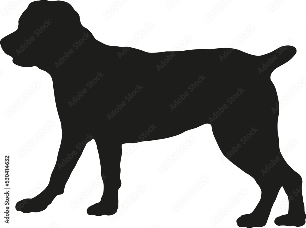 Standing italian mastiff puppy. Italian corso dog. Black dog silhouette. Pet animals. Isolated on a white background.