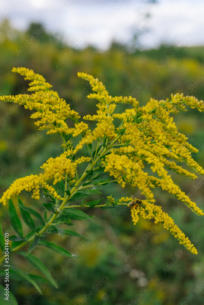 Yellow flowers of goldenrod. Weed culture grows in the field. Yellow flowers of goldenrod. Weed culture grows in the field.