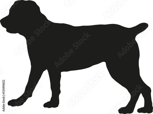 Standing italian mastiff puppy. Italian corso dog. Black dog silhouette. Pet animals. Isolated on a white background.