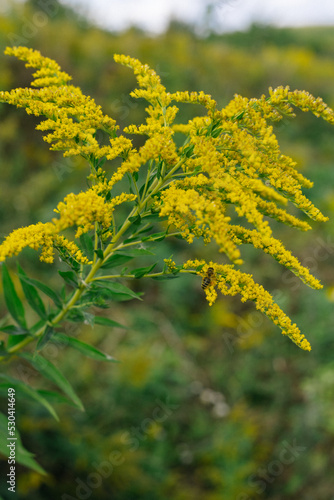 Yellow flowers of goldenrod. Weed culture grows in the field.