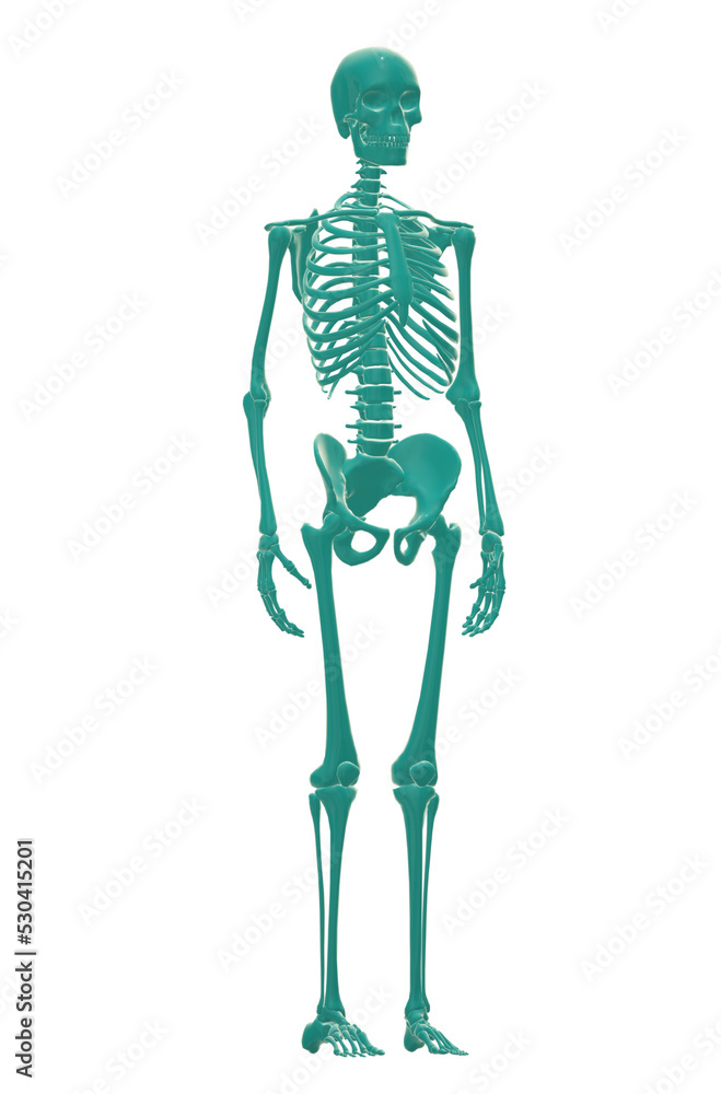 3d rendered illustration of a skeleton 3d rendered illustration of a skeleton