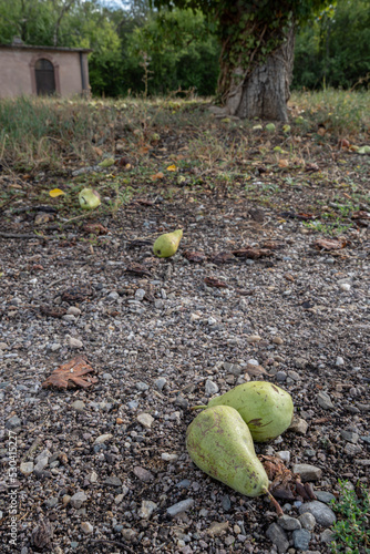 Goxwiller, France - 10 17 2021: still life. View of fallen pears on the ground near a pear tree in natural light photo