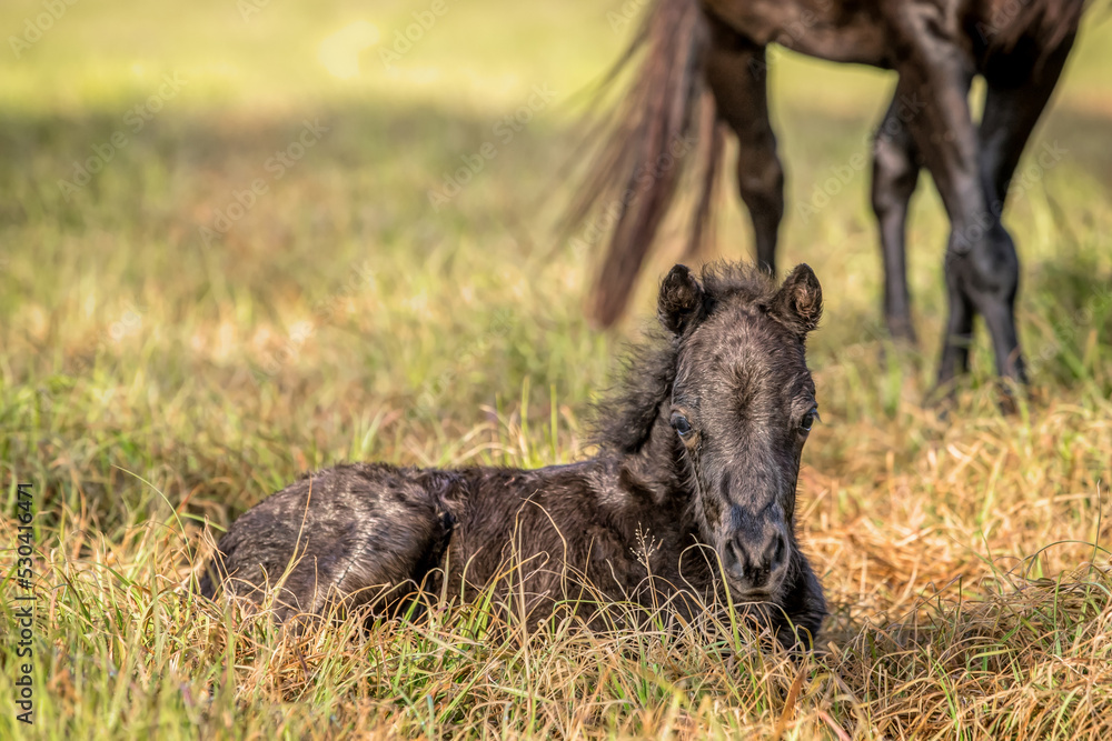 Shetland pony mare and foal. 