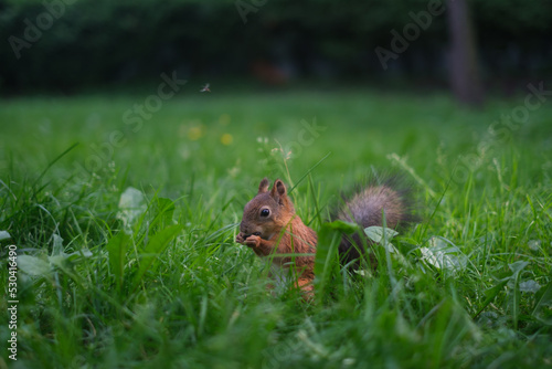 Eurasian red squirrel Sciurus vulgaris in the forest