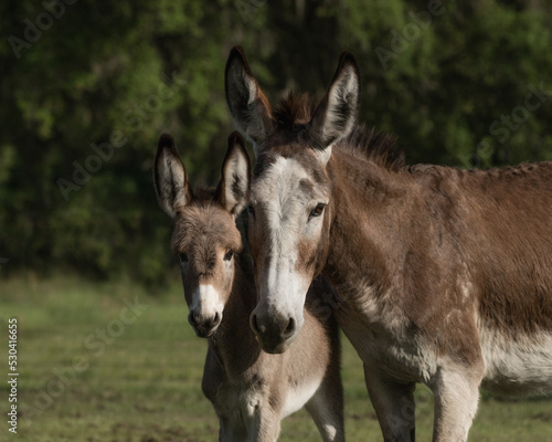Donkey mare and foal stand together.