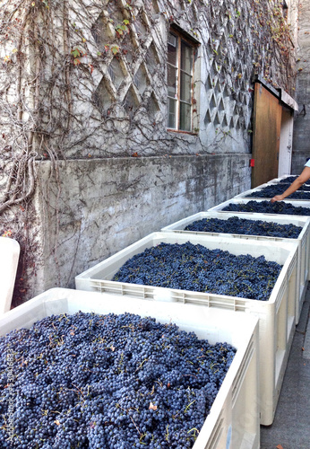 Grape Harvest Bins photo