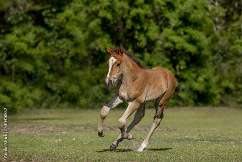 Slika na platnu A young foal gallops around it's pasture.