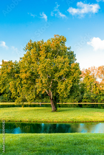 Tree of life. Fall meditation. Vertical.