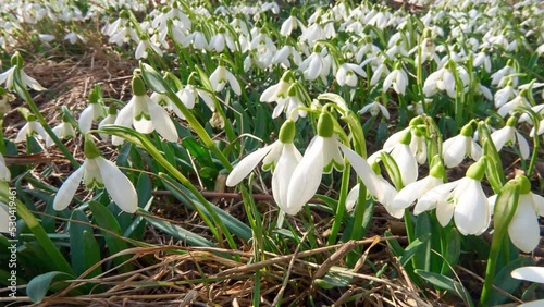 Closeup of snowdrop flowers in melting snow in spring morning time lapse