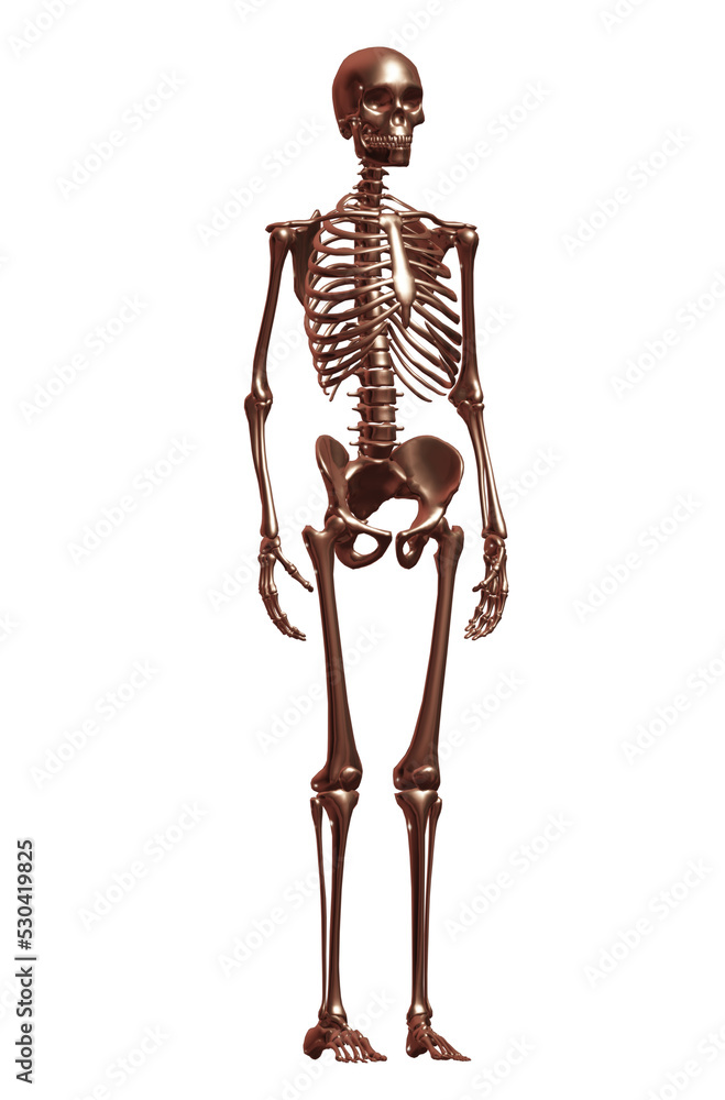 3d rendered illustration of a skeleton 3d rendered illustration of a skeleton