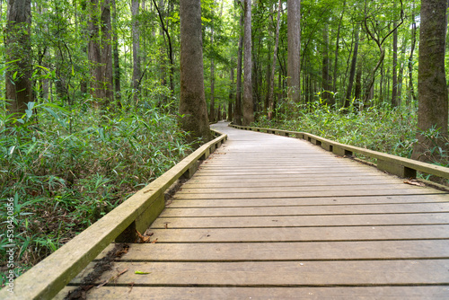Congaree National Park, South Carolina, Boardwalk Loop, an elevated walkway through the old-growth bottomland hardwood forest and swampy environment that protects delicate fungi and plant life. 