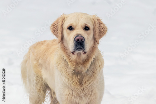 Portrait of a golden retriever dog in winter on a background of snow
