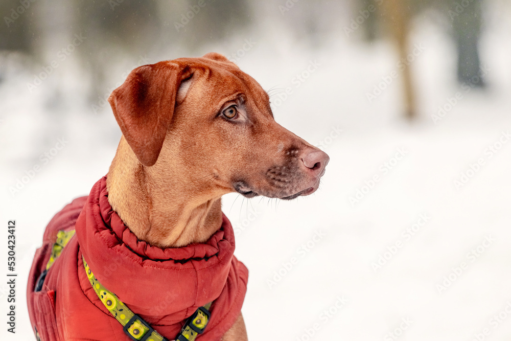 Ridgeback dog in warm clothes on a leash in the park in winter Ridgeback dog in warm clothes on a leash in the park in winter
