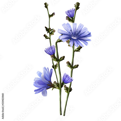 Valokuva bunch of chicory plant with flowers, medical herb illustration