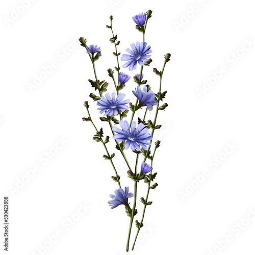 bush of pharmaceutical plant chicory, botanical illustration