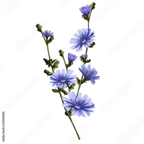 stems of chicory plant with purple flowers, illustration,