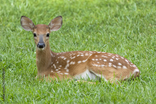 Young male fawn deer sitting on lawn © Mark Kostich