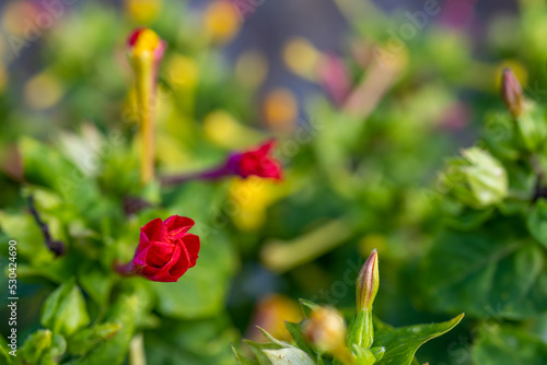 Mirabilis jalapa  the marvel of Peru or four o clock flower  Jalapa  or Xalapa   continues to bloom  evening pleasure flowers . Plant used for medical purposes 