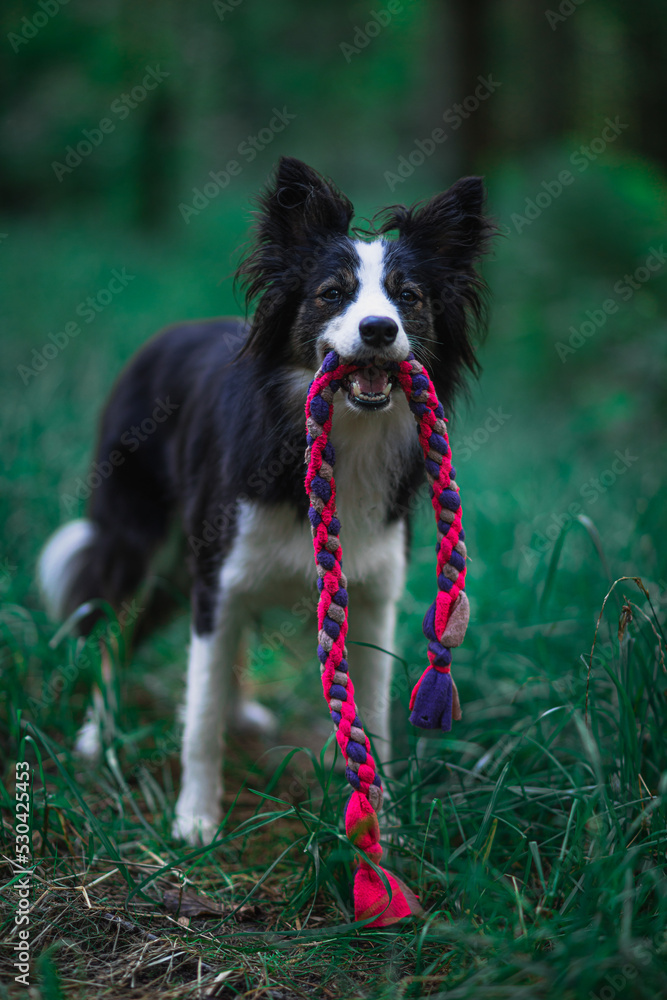 Border Collie trzyma w pysku różową zabawkę