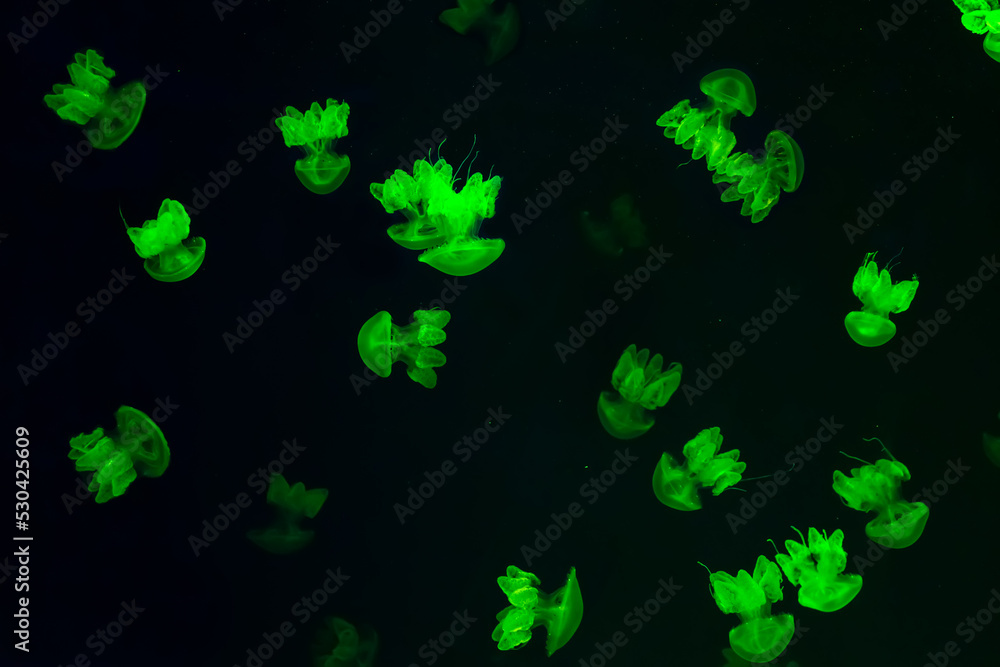 Group of green fluorescent jellyfish swimming underwater aquarium pool. The Lychnorhiza lucerna marble jellyfish in dark water, ocean. Theriology, tourism, diving, undersea life. Group of green fluorescent jellyfish swimming underwater aquarium pool. The Lychnorhiza lucerna marble jellyfish in dark water, ocean. Theriology, tourism, diving, undersea life.