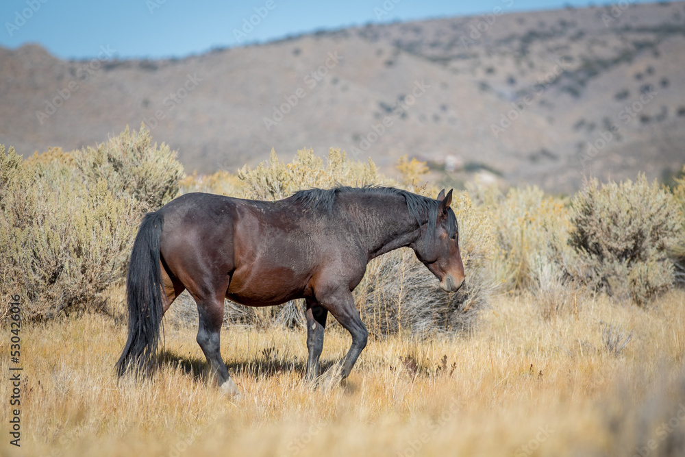 Wild horse in a Western landscape.