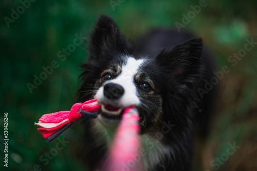 Obraz na płótnie Border Collie szarpie się zabawką dla psa w salonie