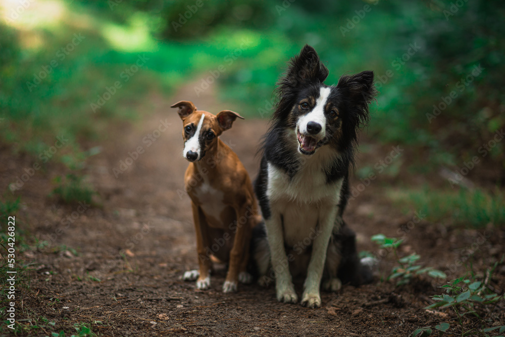 Whippet i Border Collie razem w lesie Whippet i Border Collie razem w lesie
