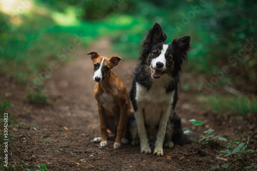 Whippet i Border Collie razem w lesie