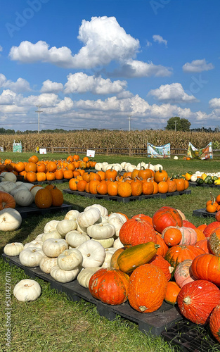 pumpkins on the field