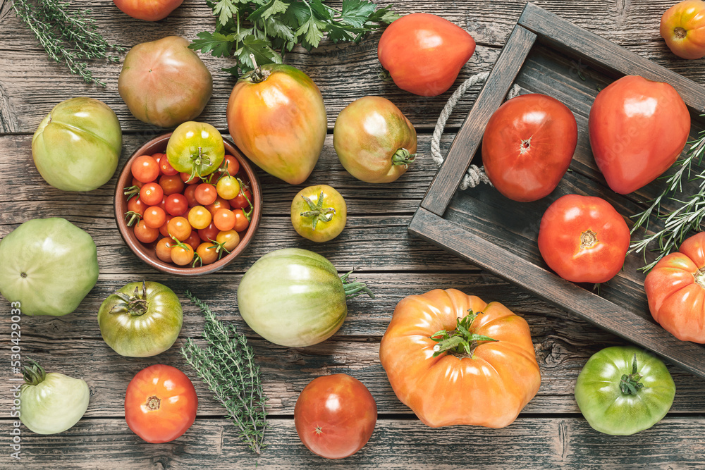 Variety of multicolored untreated tomatoes ripe and not ripe on a rustic wooden table, top view Variety of multicolored untreated tomatoes ripe and not ripe on a rustic wooden table, top view