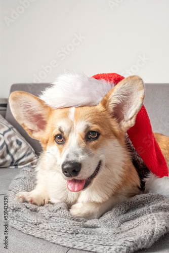 Welsh Corgi puppy with red christmas hat