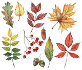 Set of watercolor autumn leaves and berries. Beautiful leaves. Fall.