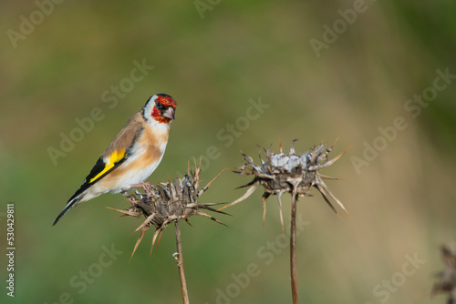 goldfinch on branch or dry flower