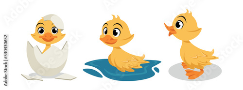 Vector illustration of cute and beautiful duckling on white background. Charming characters in different poses hatched from an egg, floats on water, stands in cartoon style.