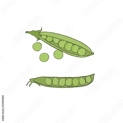 Set of two pods of fresh peas watercolor freehand illustration.. Horizontal d...