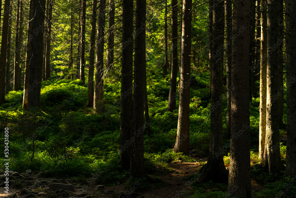 Obraz premium dense coniferous forest. beautiful forest background