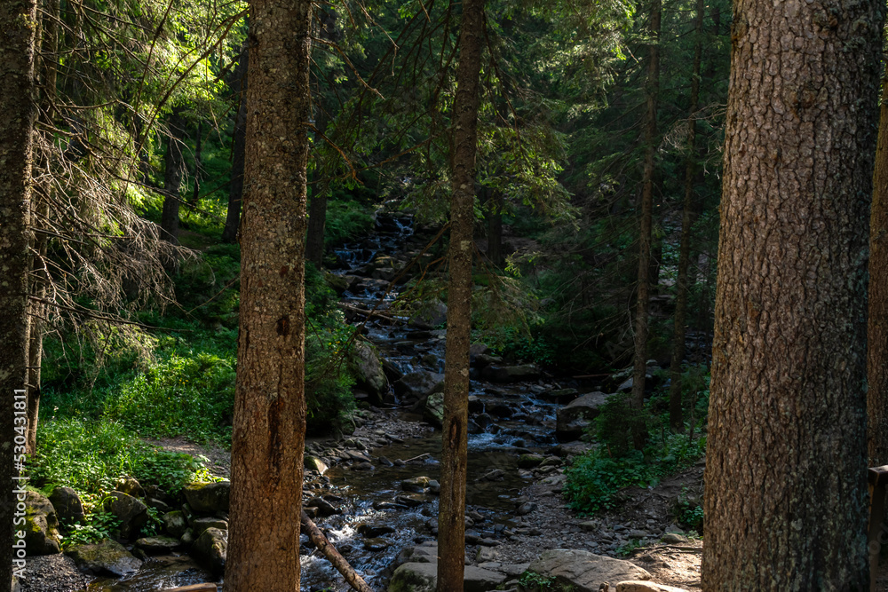 Fototapeta premium Stream in the forest. dense untouched forest with a river