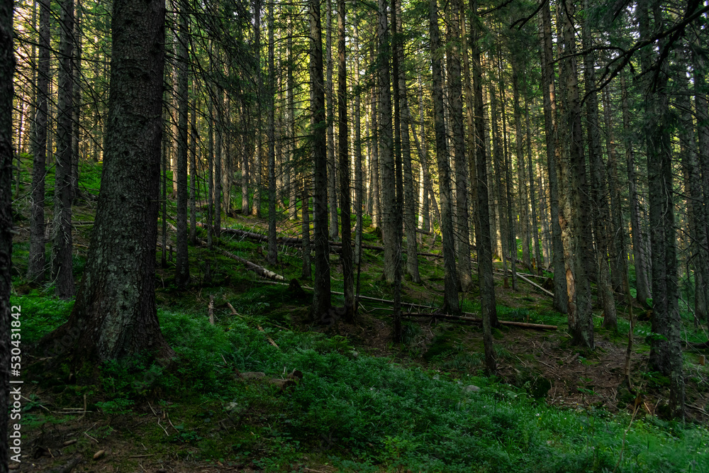 Obraz premium dense coniferous forest. beautiful forest background