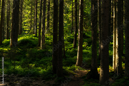 Fototapeta Naklejka Na Ścianę i Meble -  dense coniferous forest. beautiful forest background