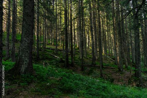dense coniferous forest. beautiful forest background © Алексей Божко