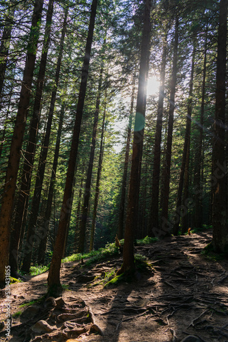 dense coniferous forest. beautiful forest background