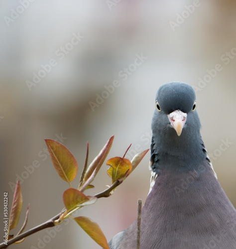 Wood pigeon looks over the balcony railing