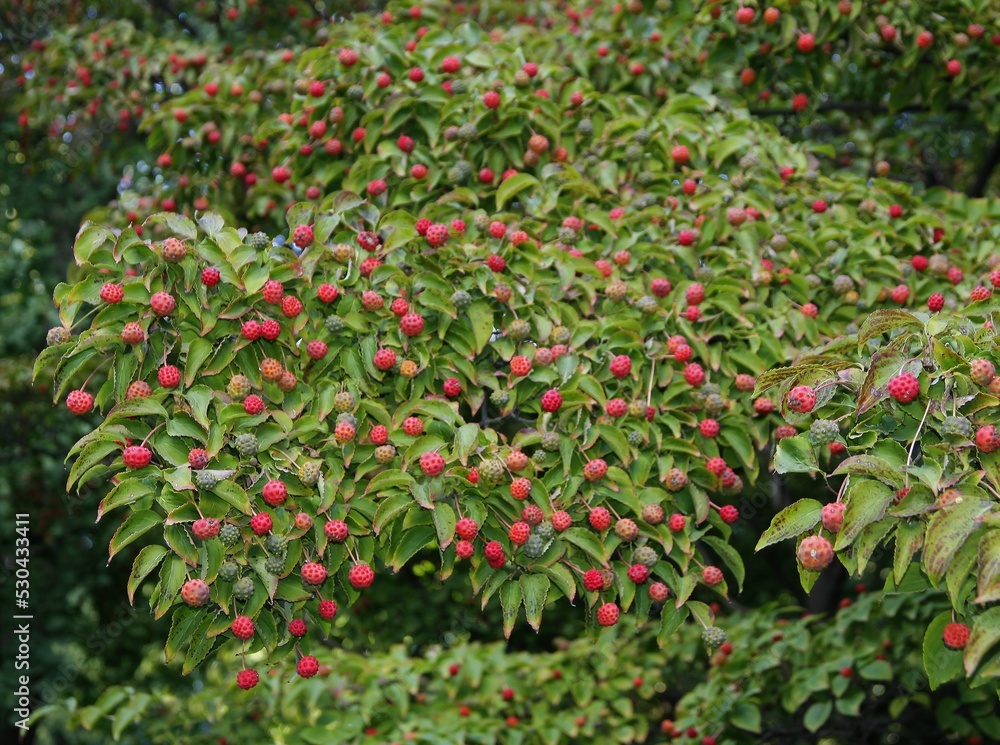 cornus Kousa-dogberry bush with red fruits in park cornus Kousa-dogberry bush with red fruits in park