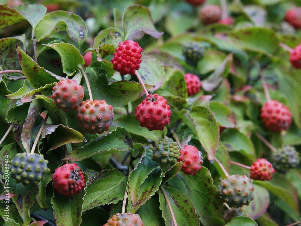 cornus Kousa-dogberry bush with red fruits in park cornus Kousa-dogberry bush with red fruits in park